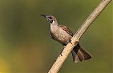 Little Friarbird